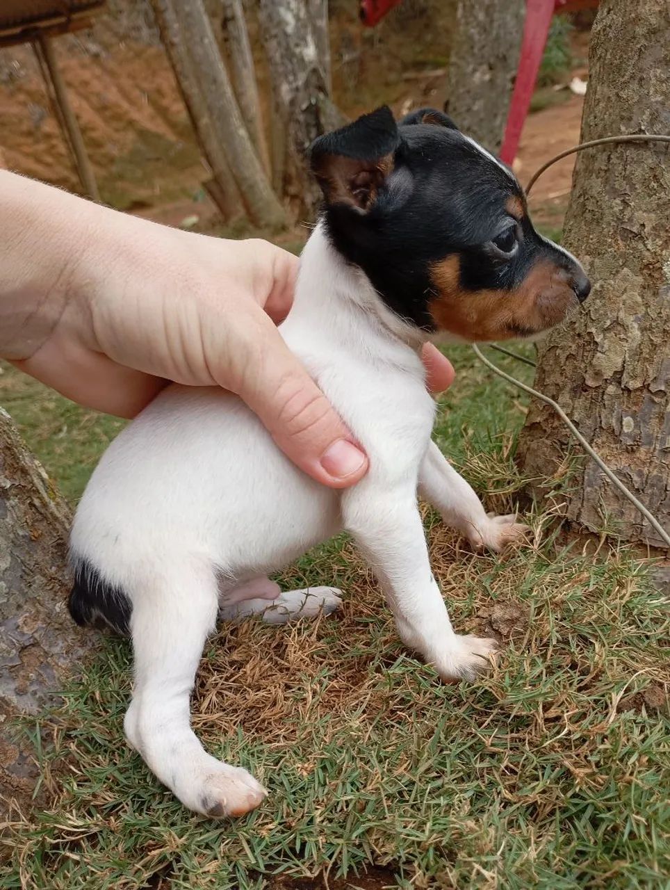 Pincher macho