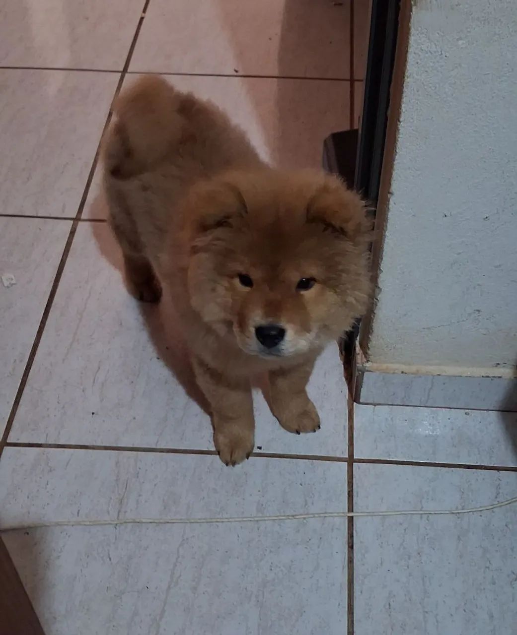 CHOW-CHOW PURO 