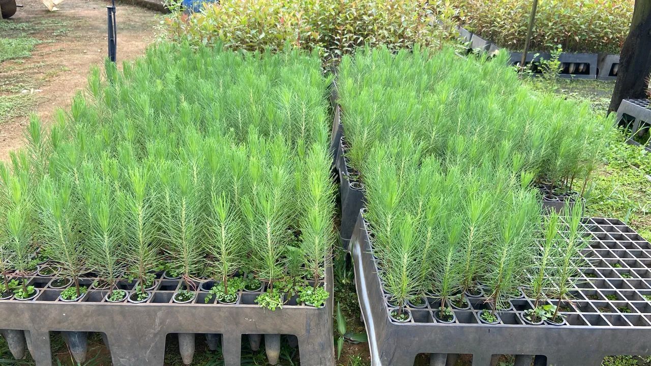 Mudas de Pinus 