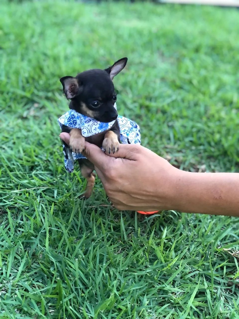 Pinscher zero com um  - Foto 2