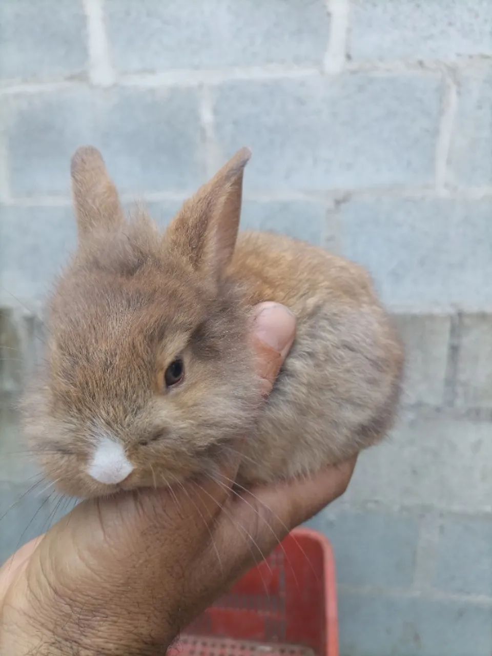 Mini laon  - Foto 4