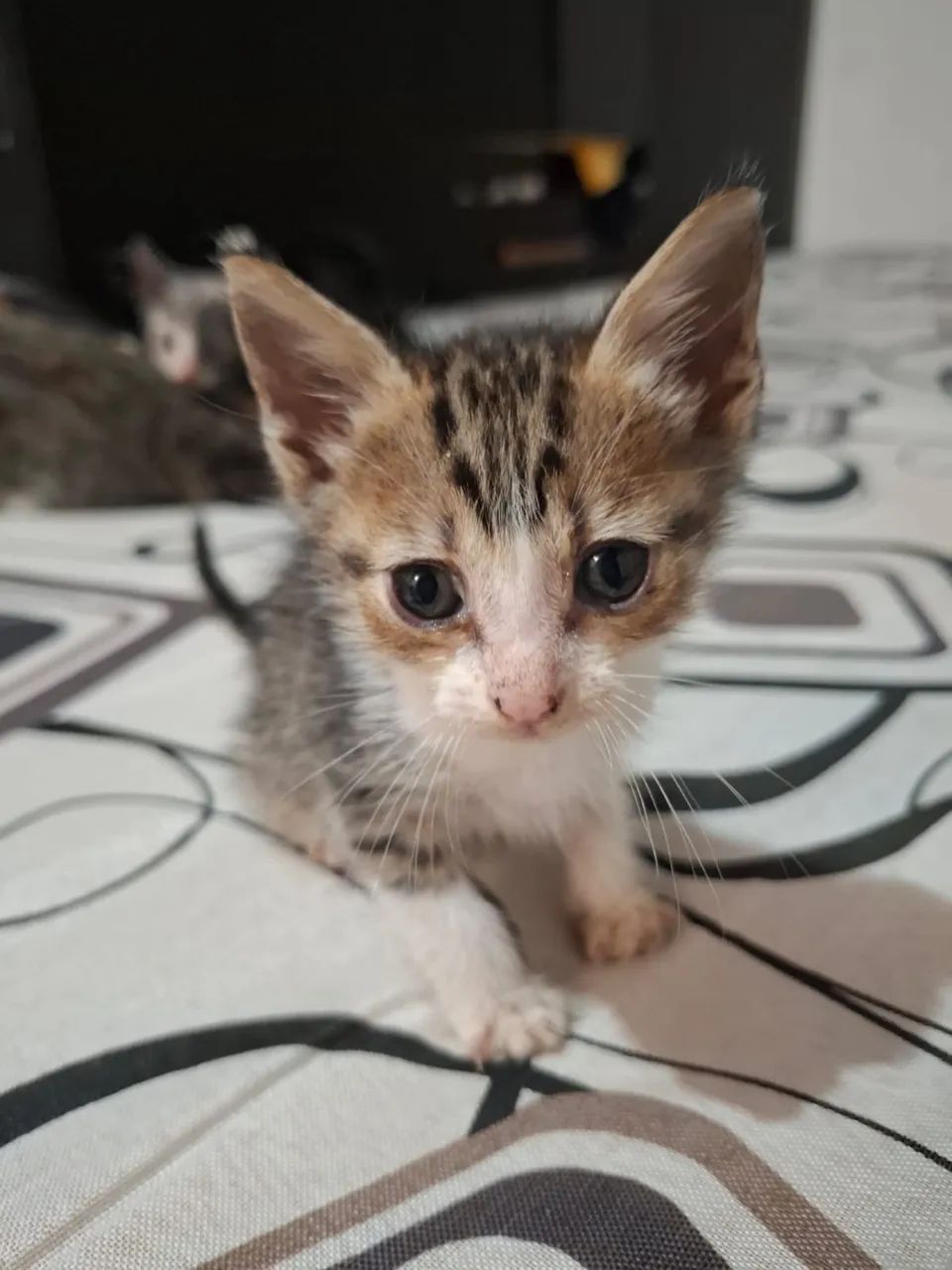 Doando gatinhos - Foto 2