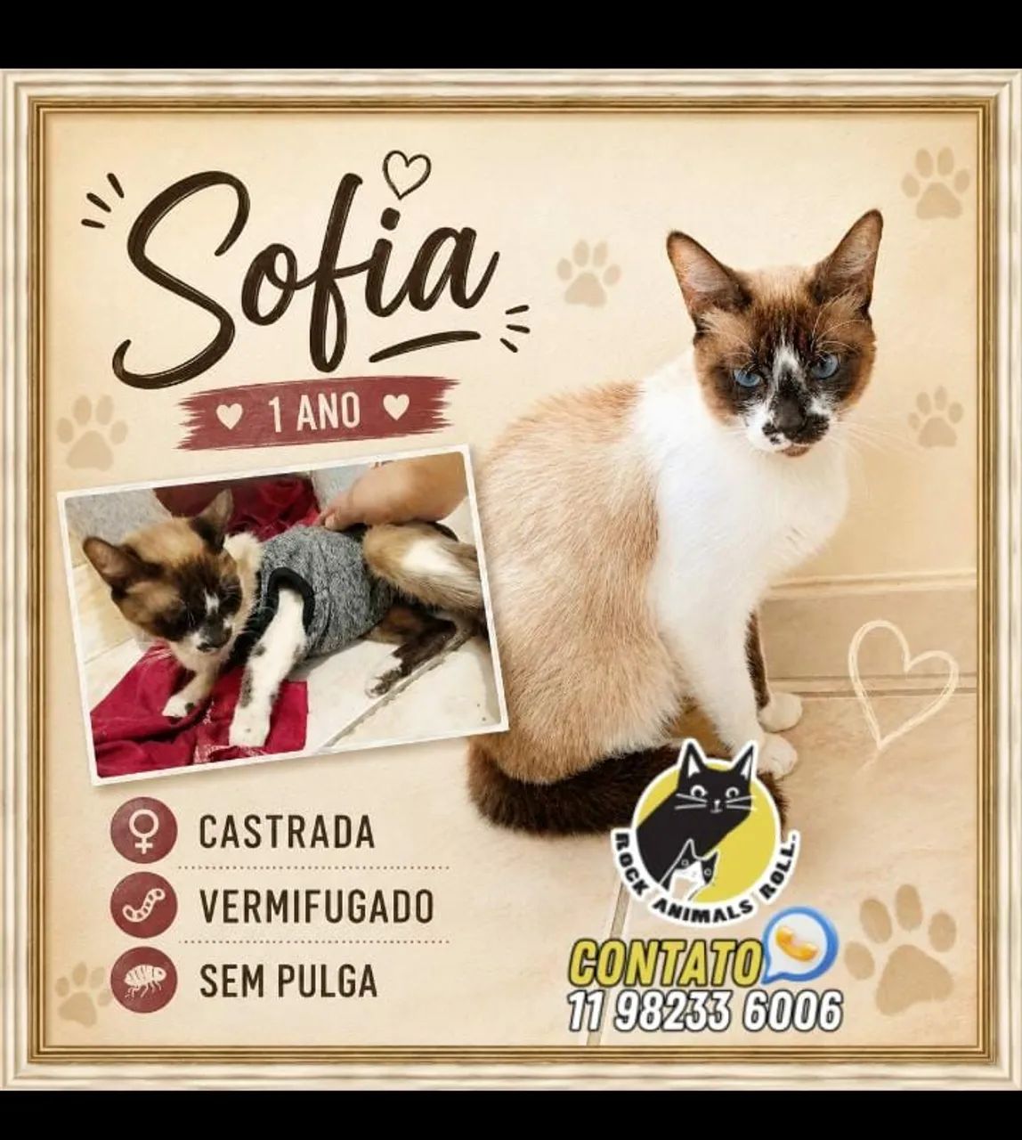 Sofia  um charme 1 ano castrada - Foto 5