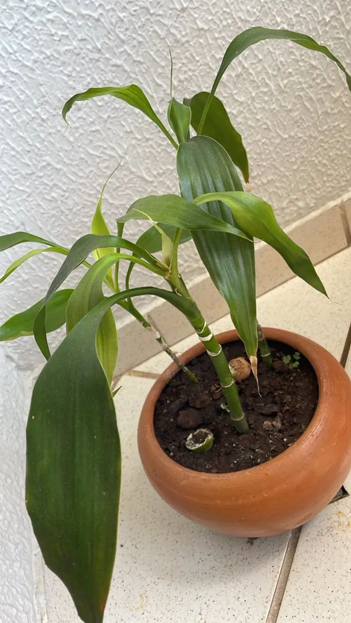 Bambu da sorte planta natural 80,00 - Foto 4