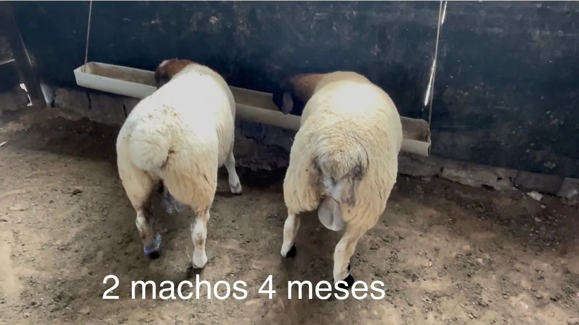 Cordeiros dorper .  - Foto 4