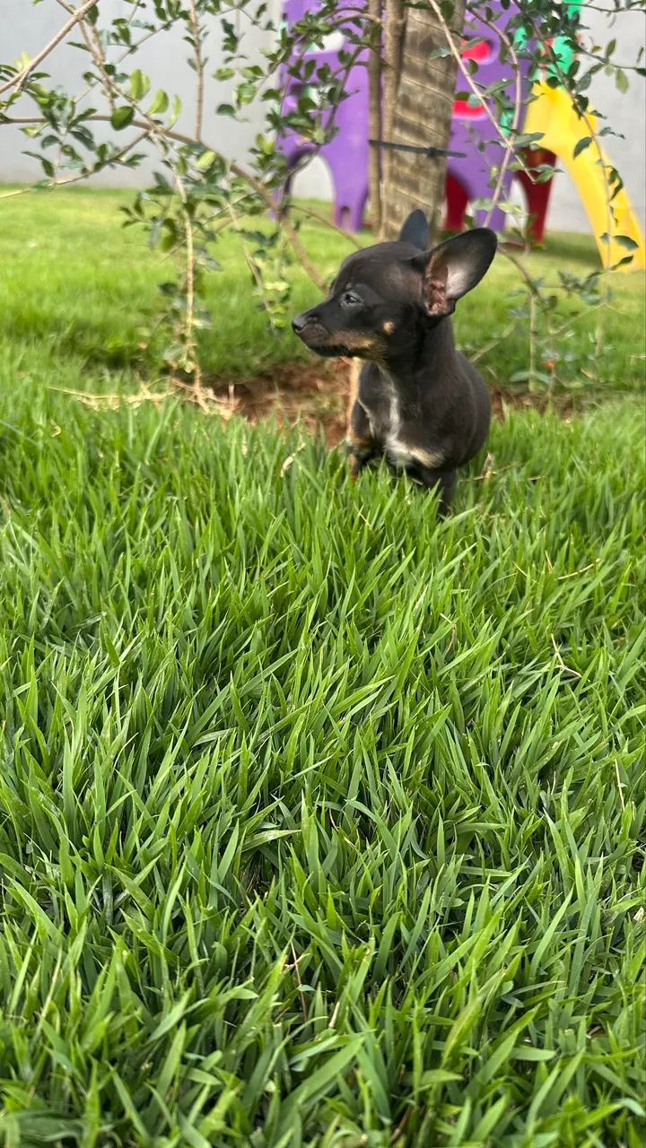 Pinscher 0 machos e fêmeas - Foto 2
