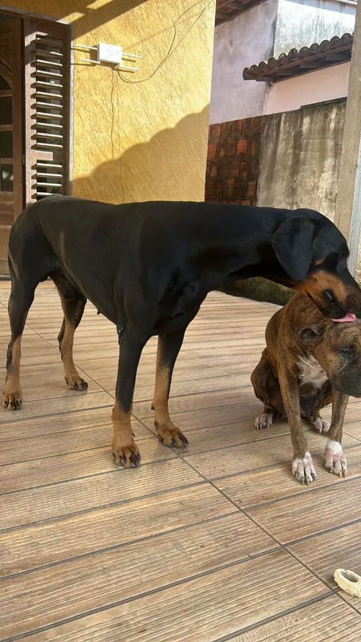 Adoção 