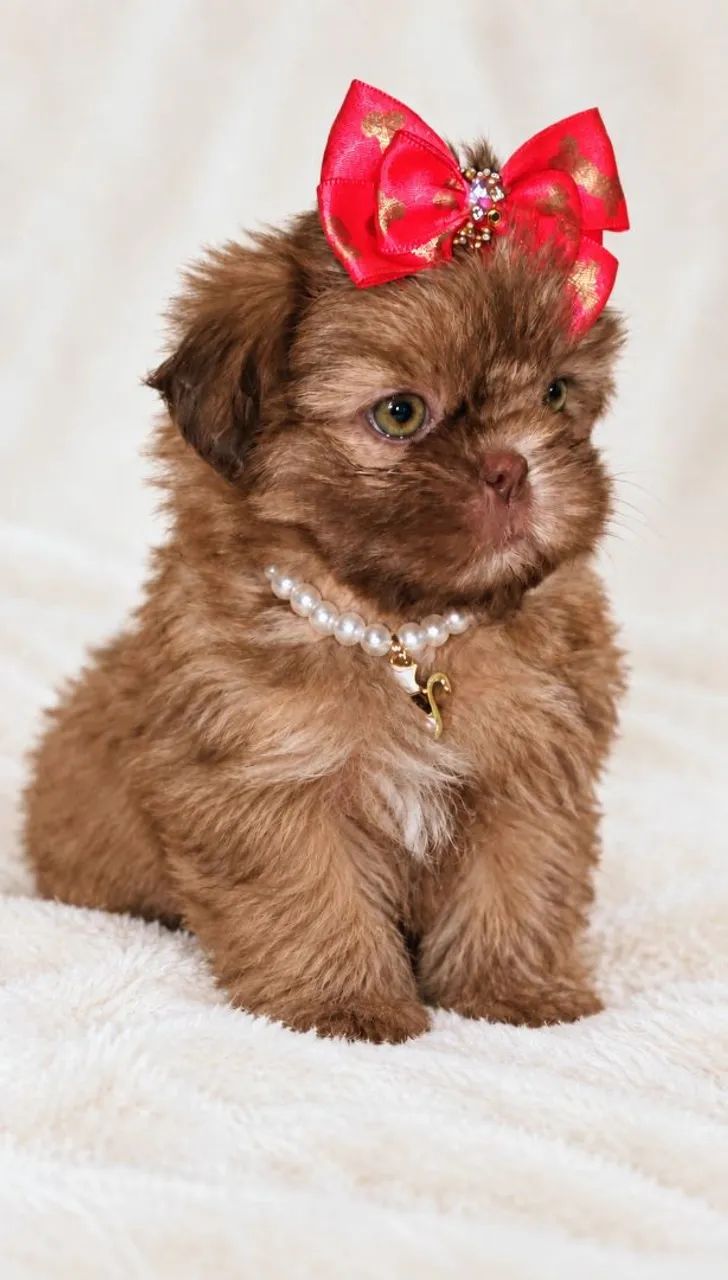 Shih tzu fêmea e macho mini  - Foto 5