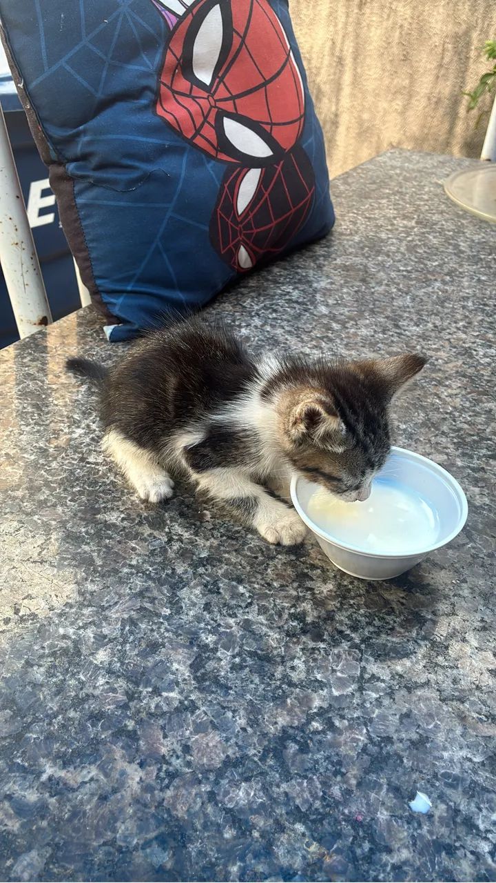 Gato para doação  - Foto 2