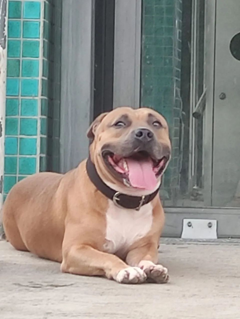 American Bully  - Foto 2