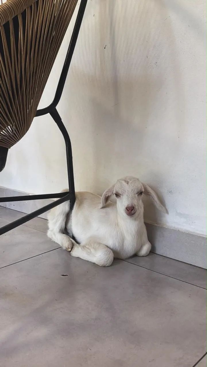 Lindo cabritinho 