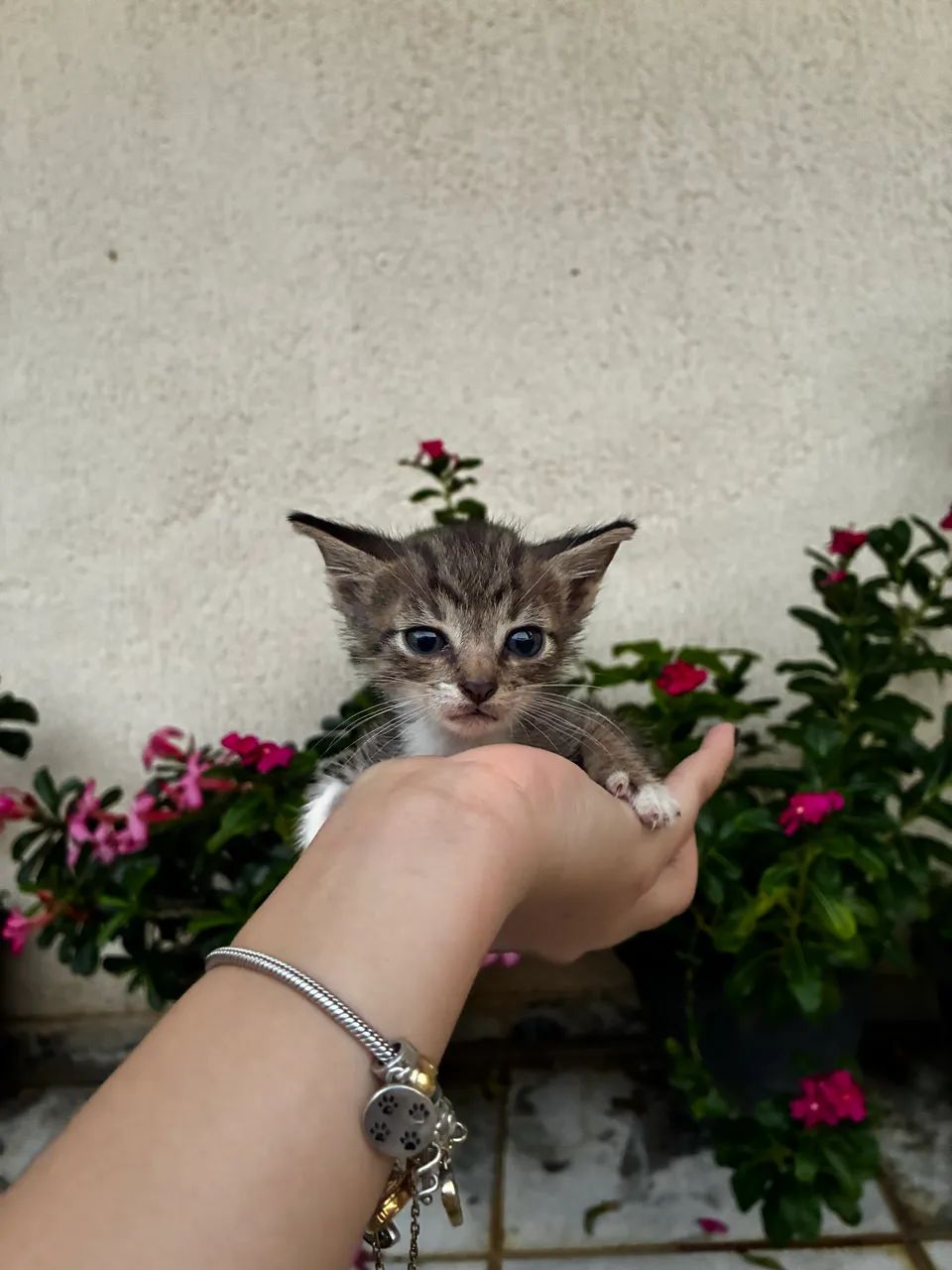 Gatinhos disponíveis para adoção responsável  - Foto 3