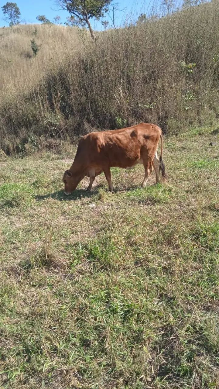 Vendo vaca girlonda jersoladia  8000 cada vaca  - Foto 3
