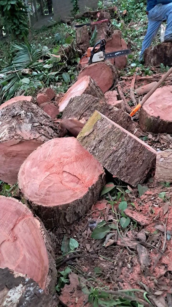 Poda em árvores retirada de material *  - Foto 4