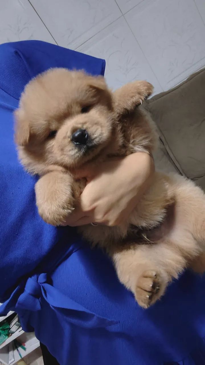 Chow Chow 