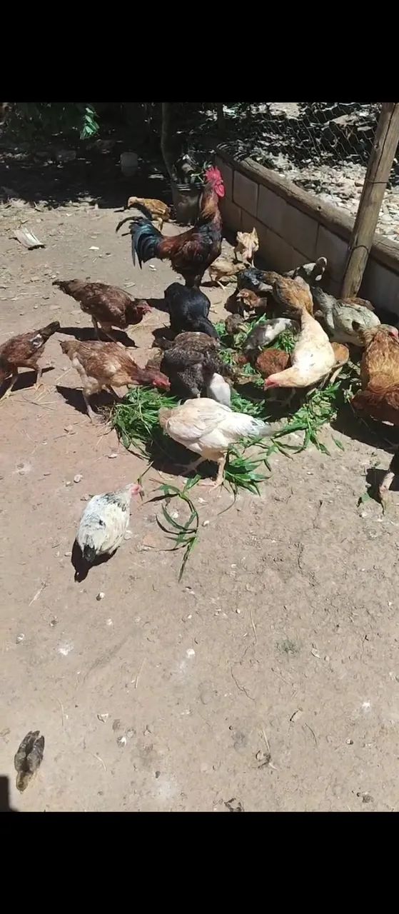 Galo ,galinhas e franguinhos.