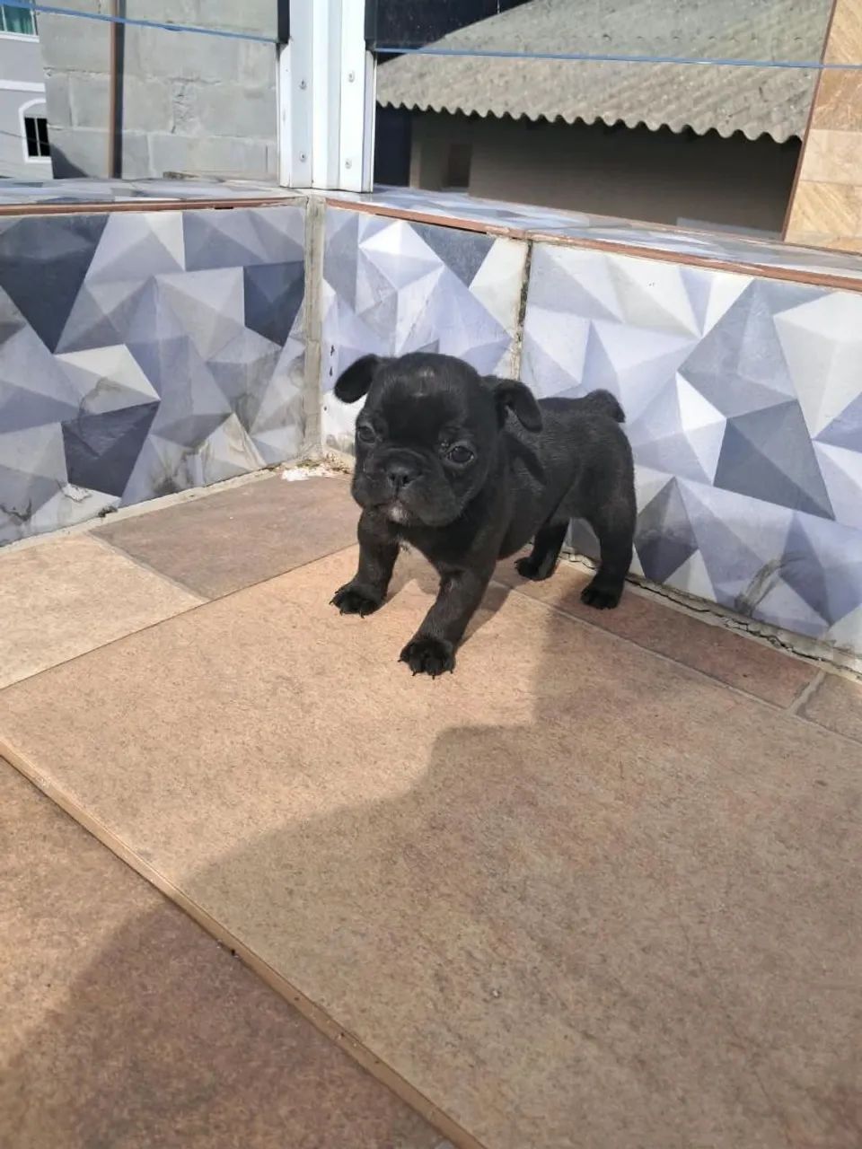 Filhotes buldogue francês  - Foto 5