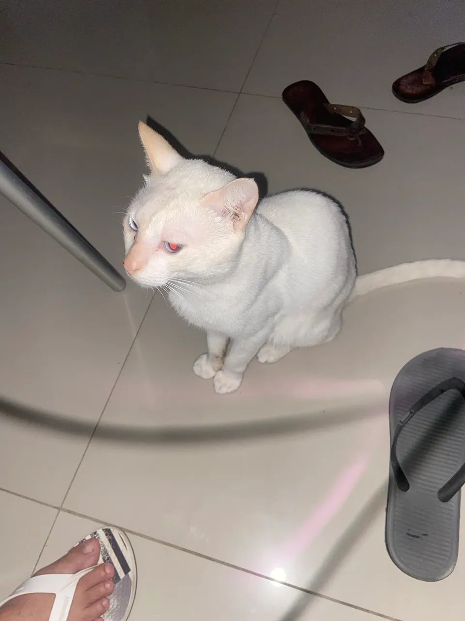 Gato