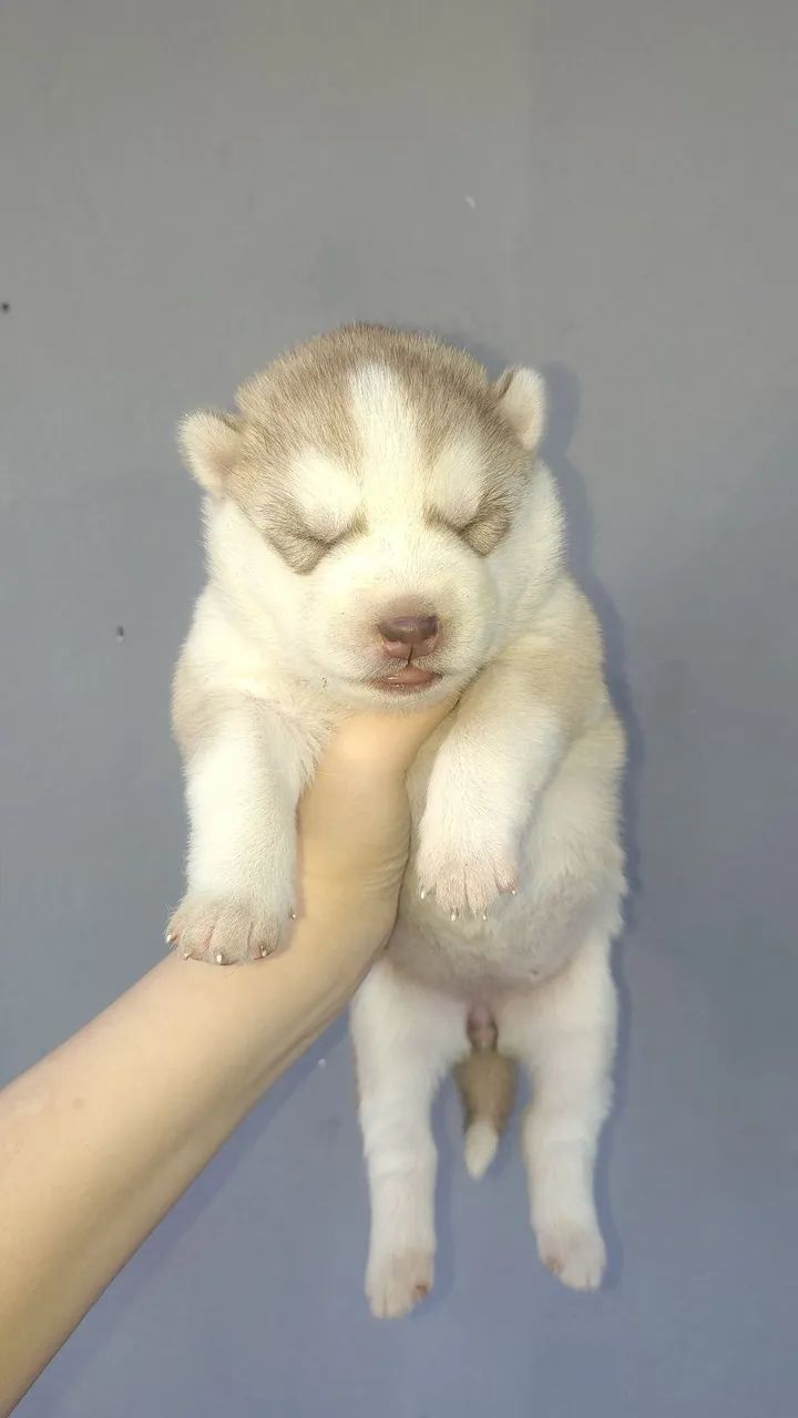 Husky Siberiano Fêmea  - Foto 4
