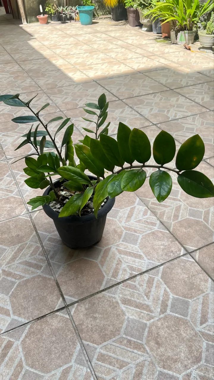 Planta zamioculca
