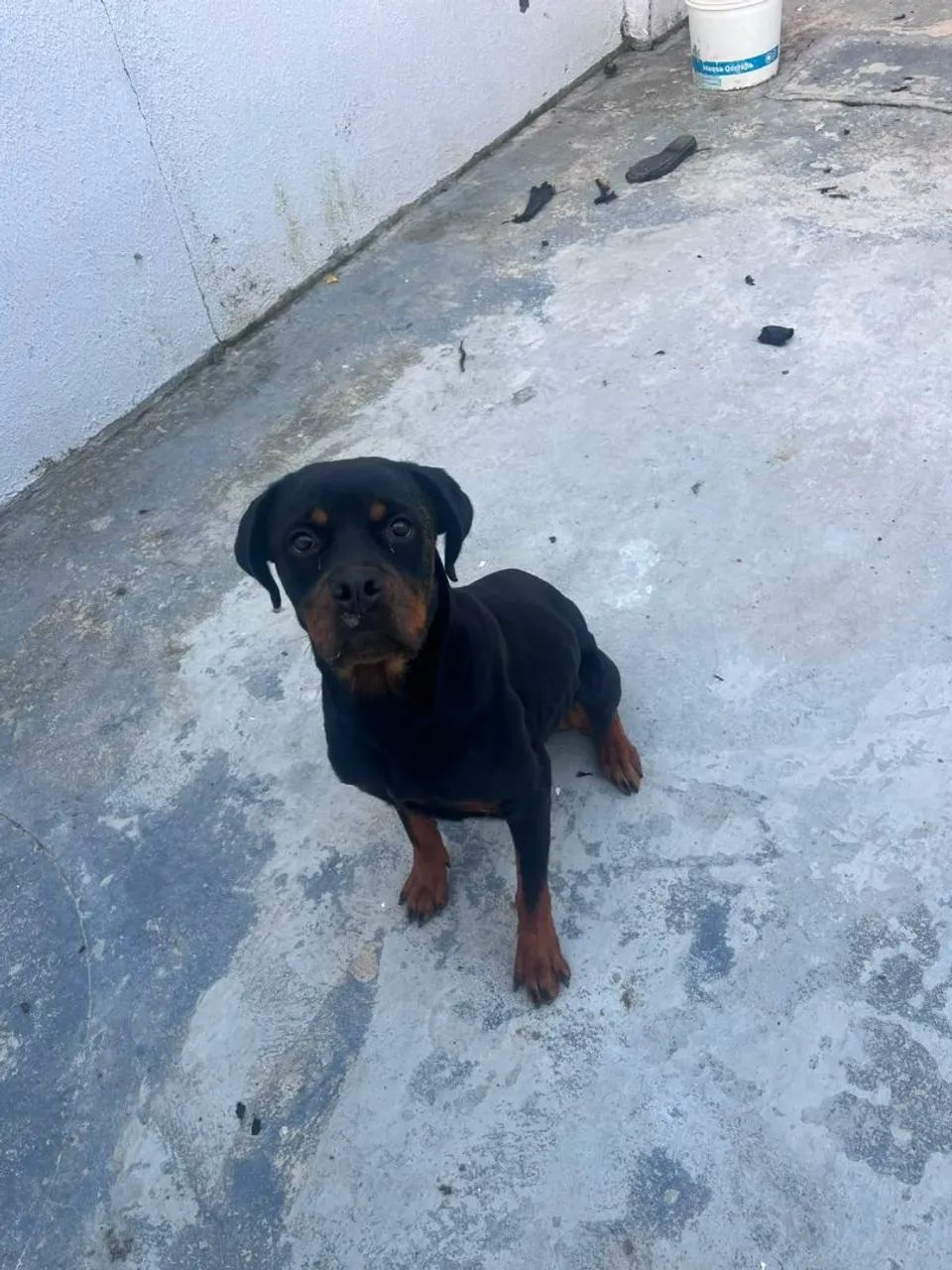 Rottweiler femea para cruza