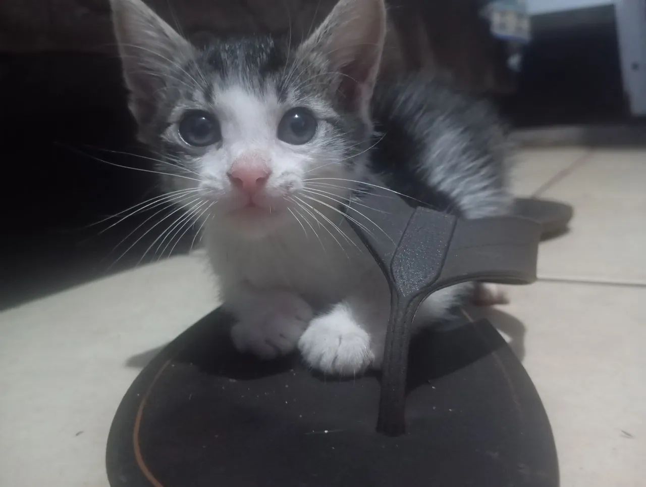 Gato macho para adoção 