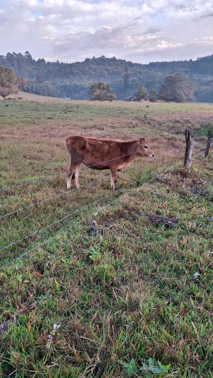 novilha gerci  - Foto 2