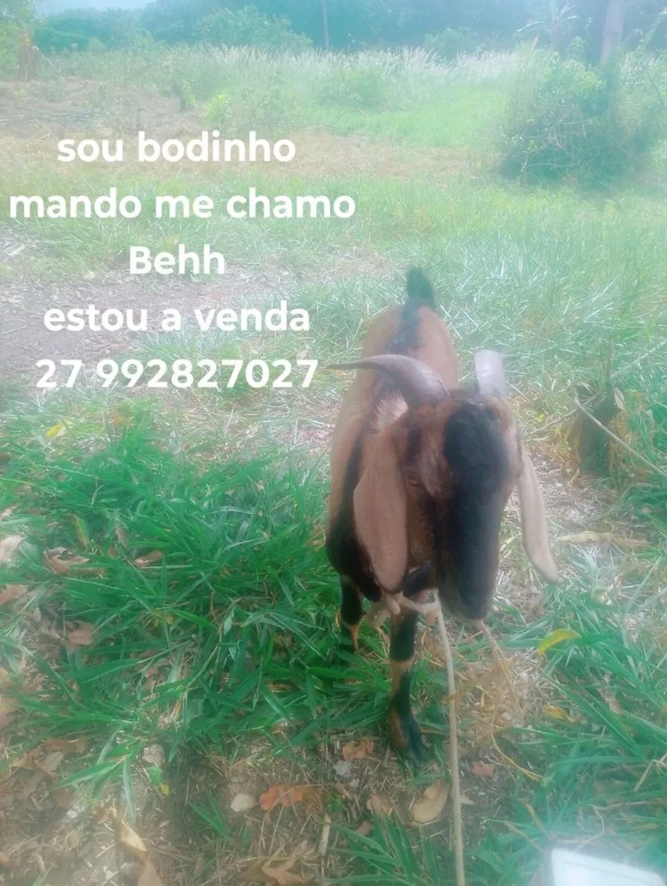 Bode