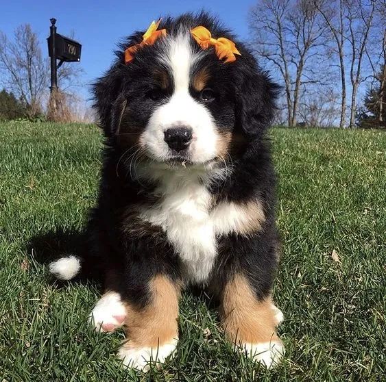 Bernese Mountain Machos e Femeas - Foto 2