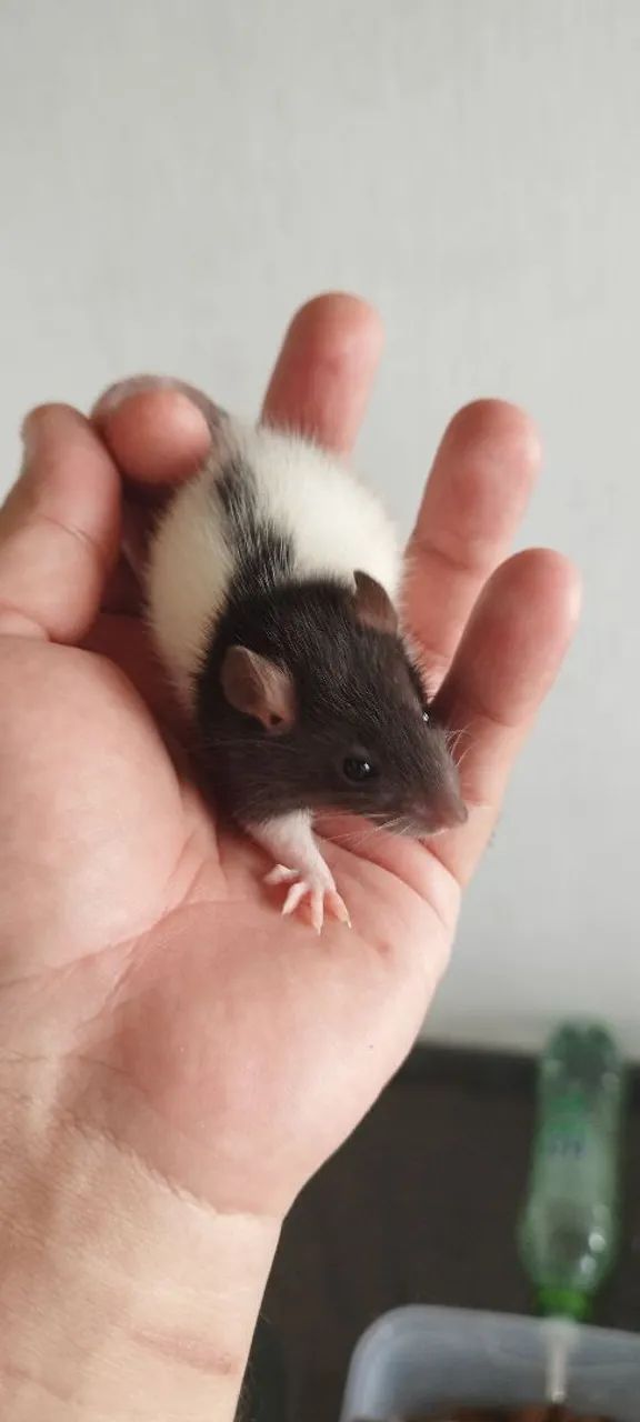 Rato Twisters Pets/Alimentação para Répteis  - Foto 2