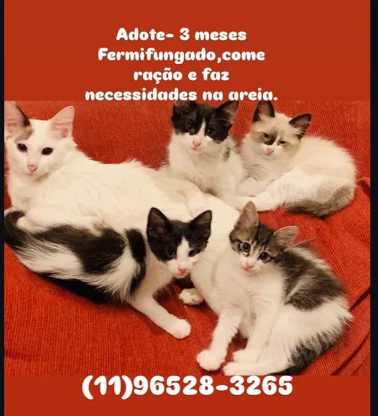 Adote essas fofuras- 3 meses, vermifungados, come ração e faz necessidades na areia.