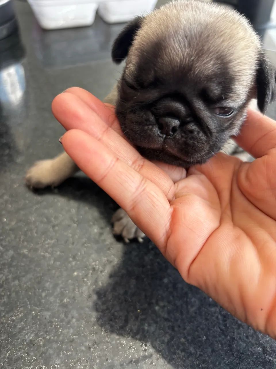 Última fêmea Pug  - Foto 3