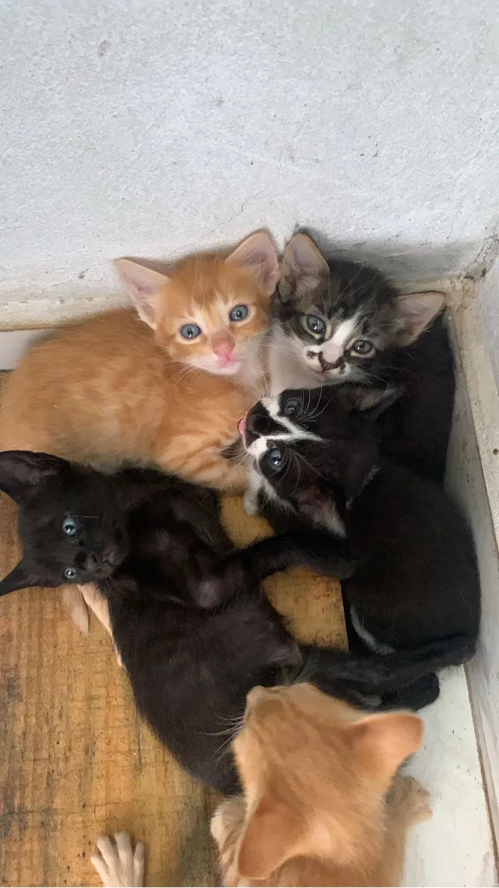 Lindos filhotes pra doação  - Foto 2
