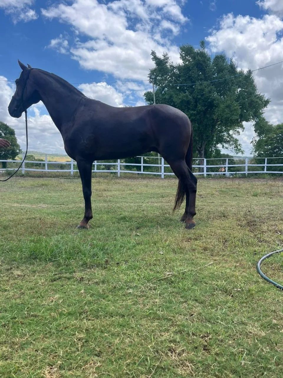 Cavalo marcha picada  - Foto 2