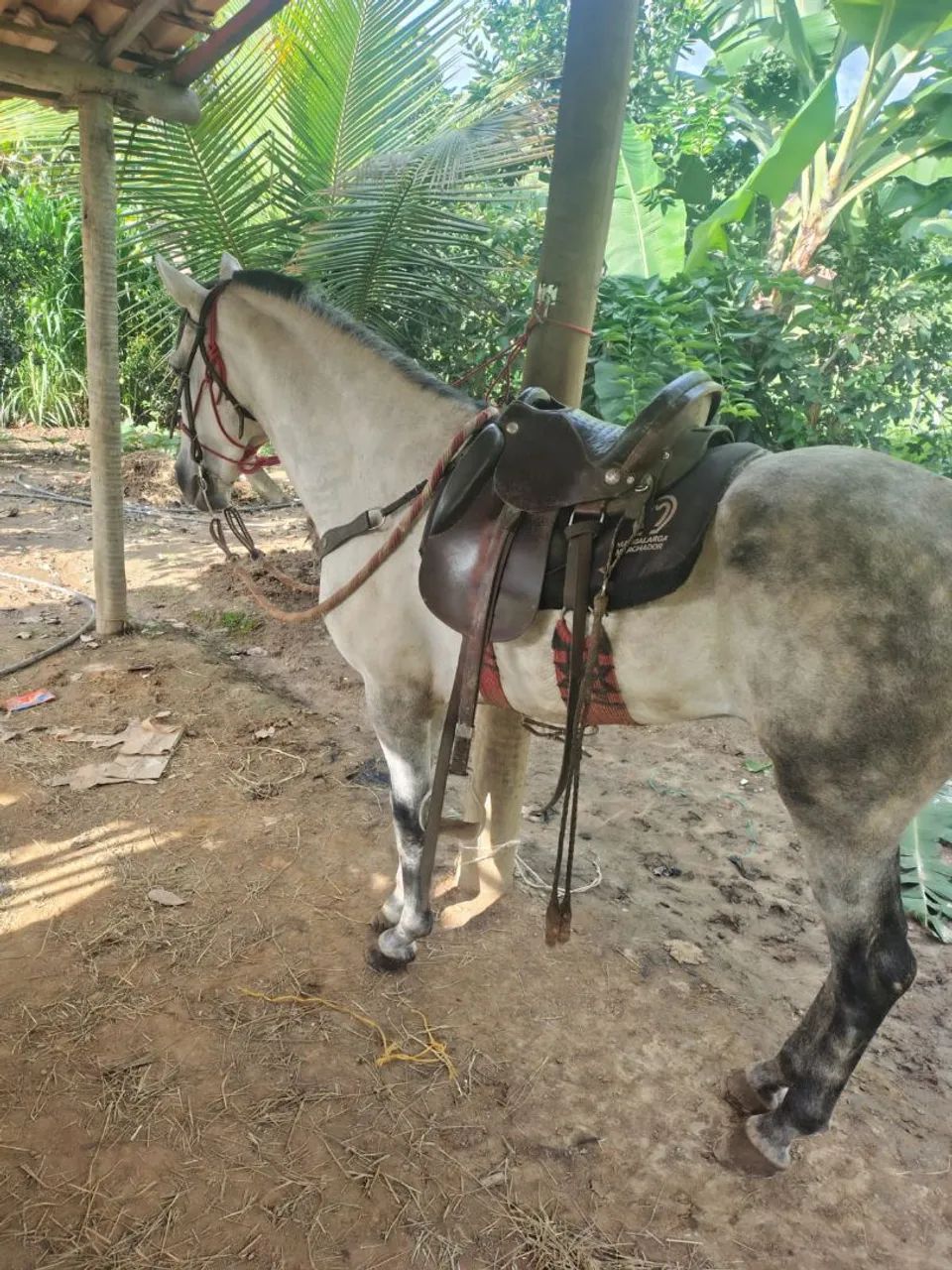 Cavalo mangalarga  - Foto 2