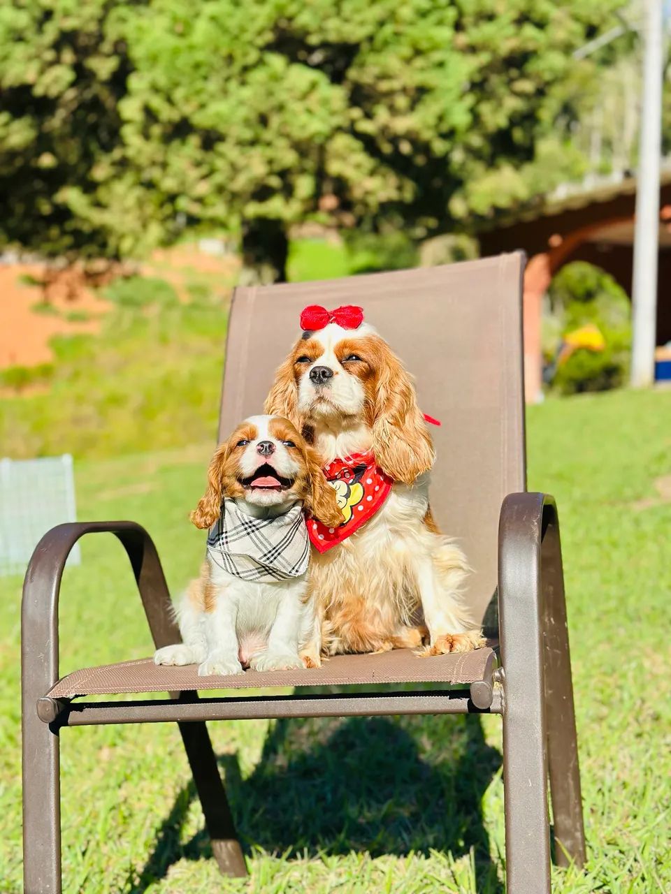 Cavalier king  - Foto 2