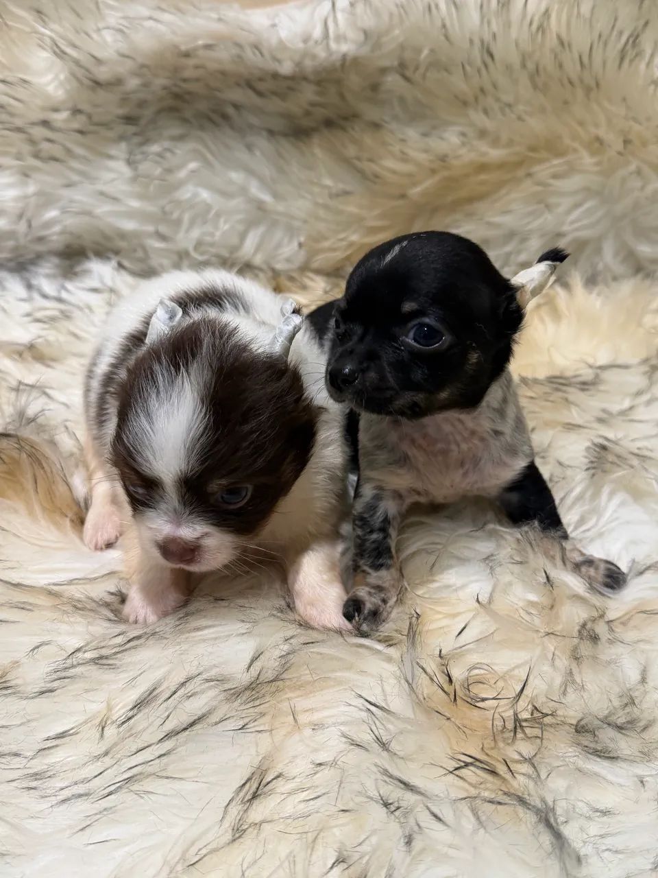 Chihuahua Micro - Foto 4