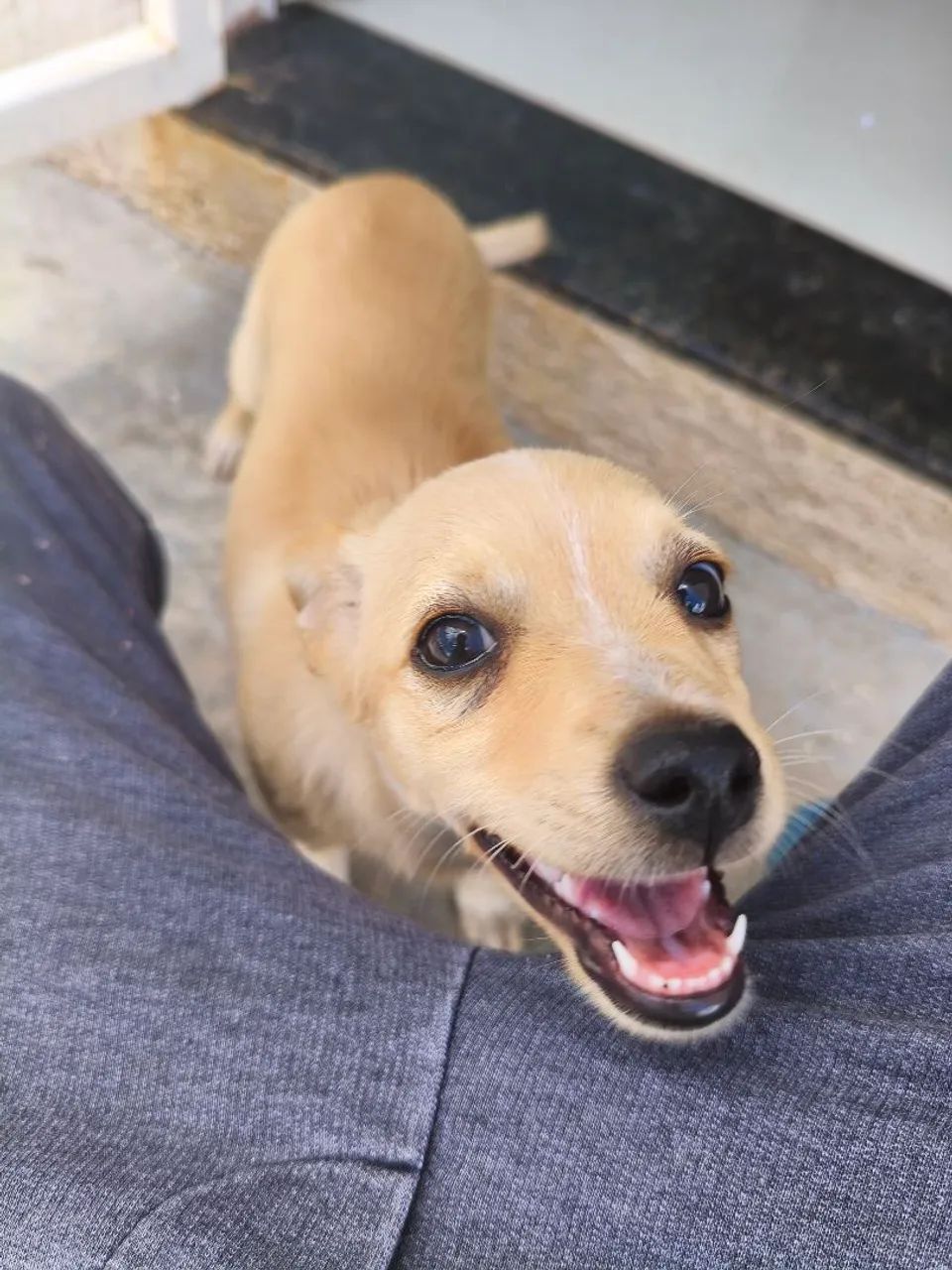 DOAÇÃO DE CACHORRA - Foto 2