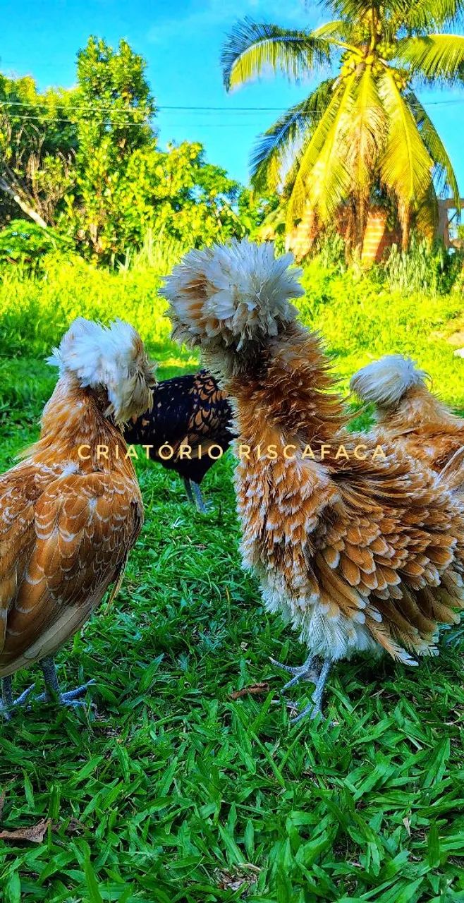 Galinhas Ornamentais (Sedosa e Polonesa) - Lindas e Saudáveis ?