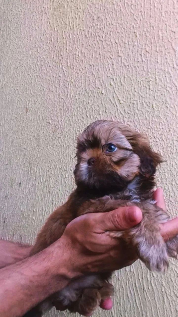 ShihTzu  - Foto 3