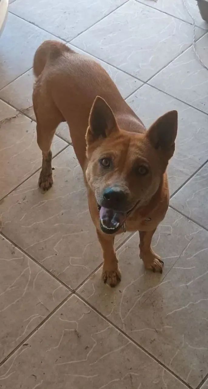 Doa-se Cachorrinha ! - Foto 5