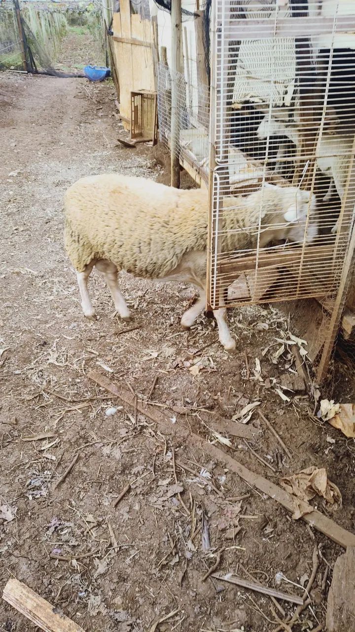 Carneiro macho - Foto 3