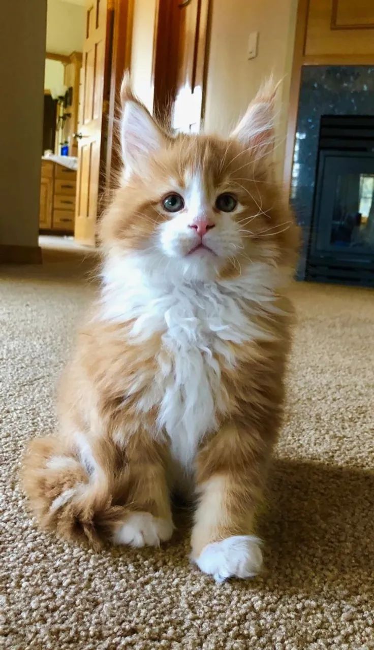 Filhotes Maine Coon 