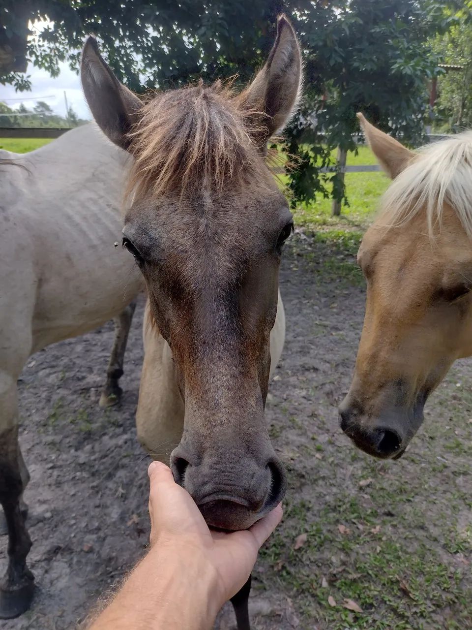 animais a venda(cavalos) 