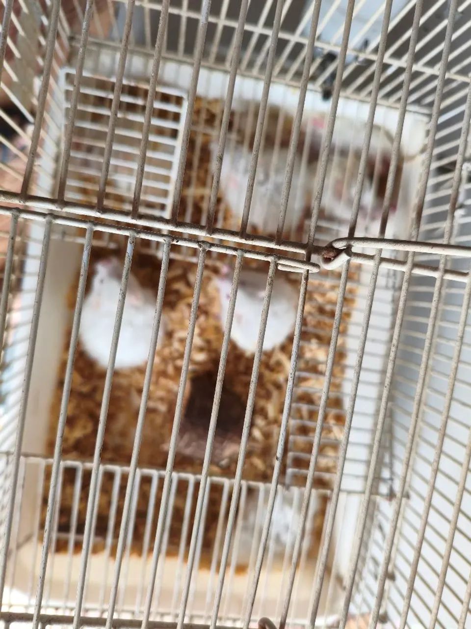 Hamster - Foto 2