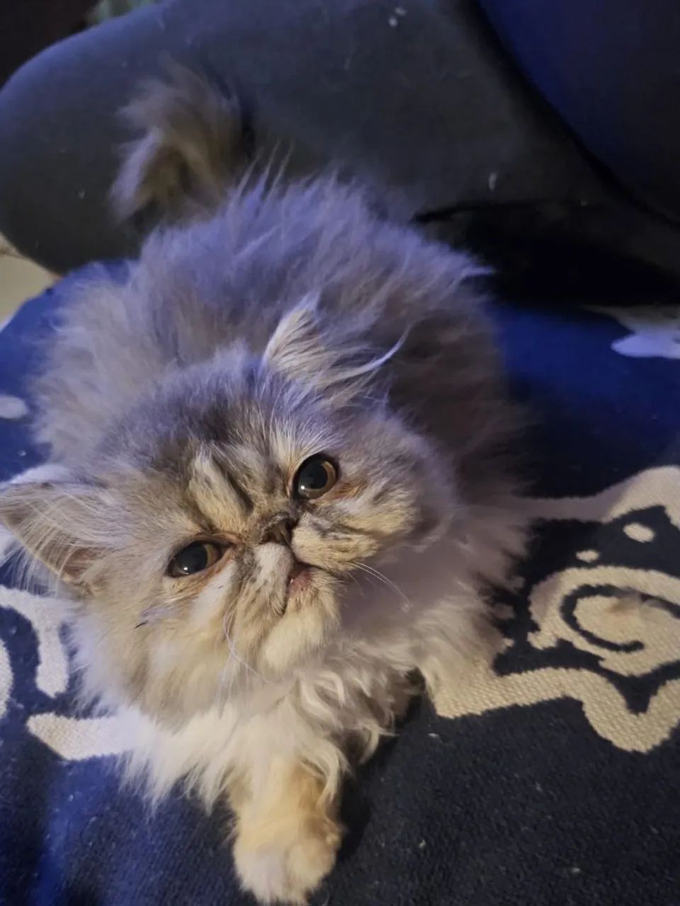 Gatinhos persa  - Foto 3