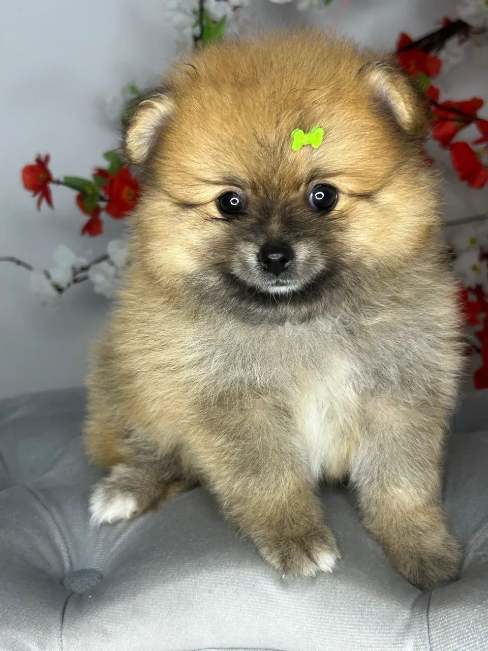 Spitz alemão macho  - Foto 3