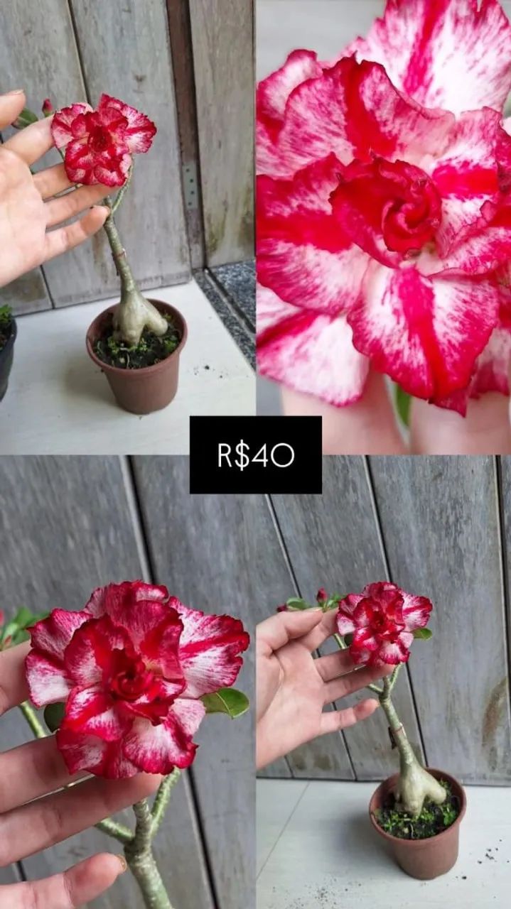 Rosas do deserto variadas  - Foto 2