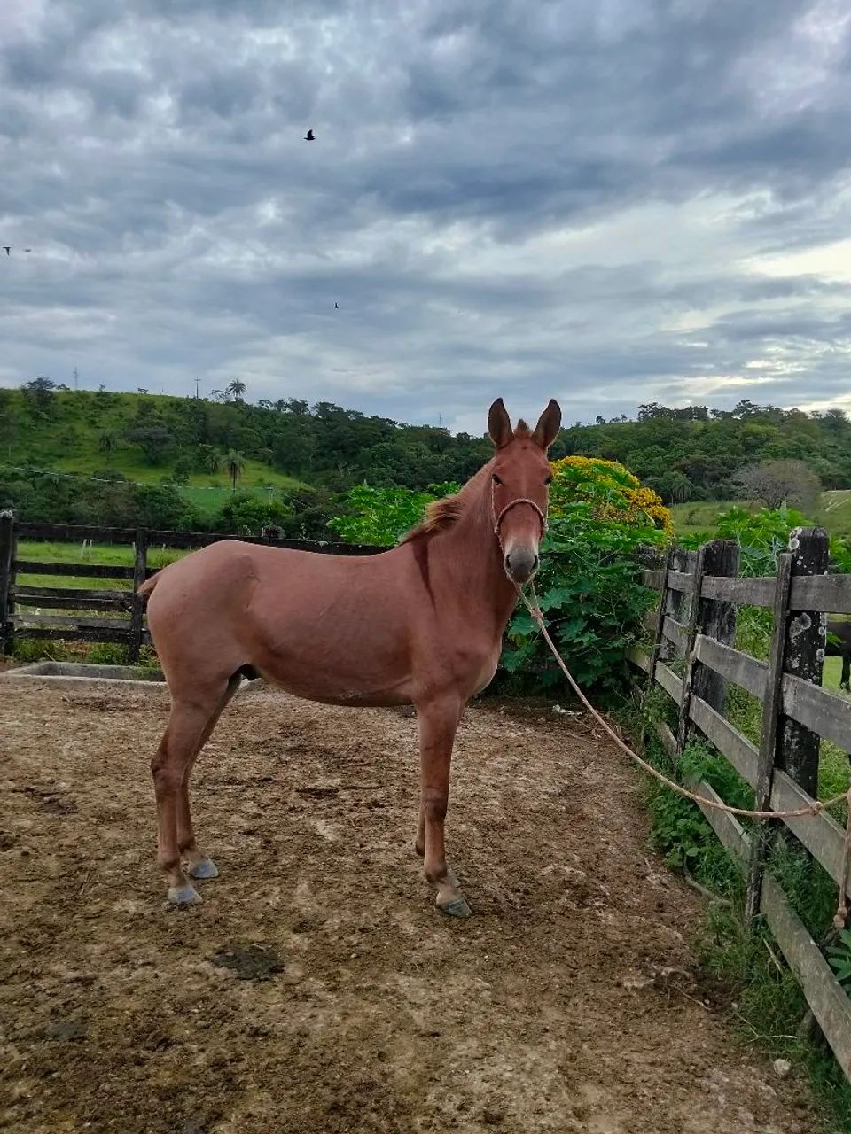 Burro e mula - Foto 3