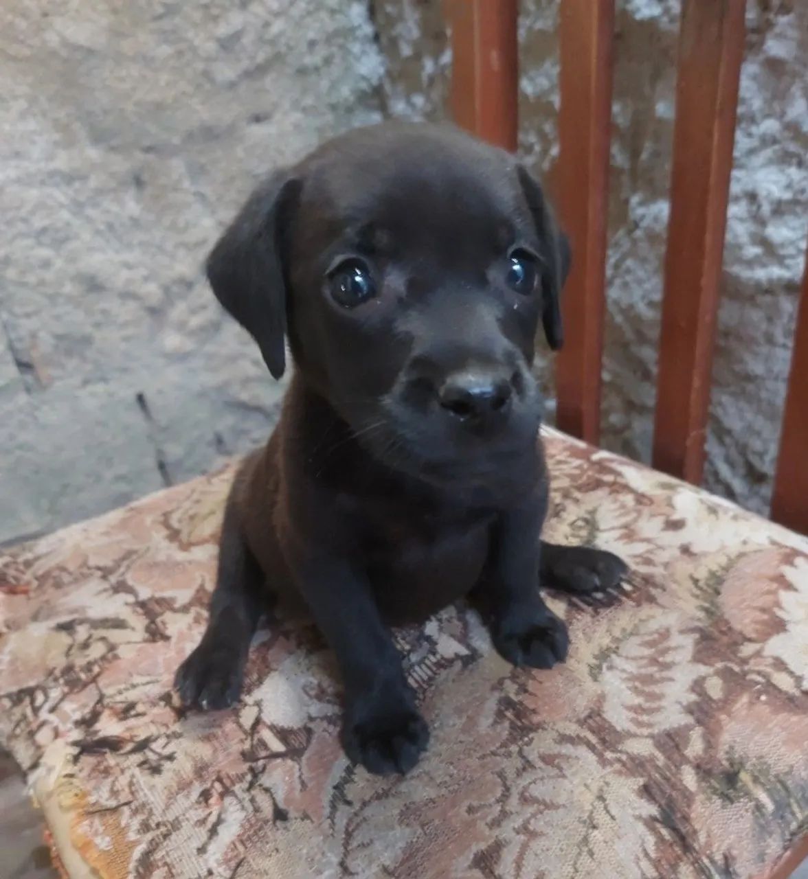 Labrador